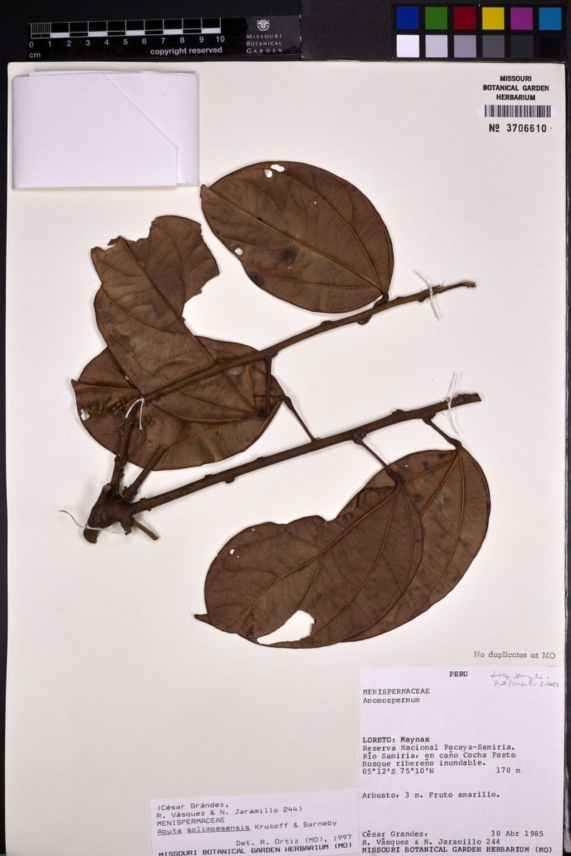Abuta solimoesensis photo 8