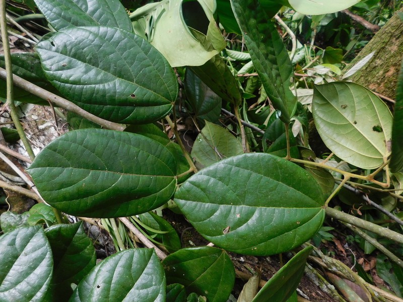 Abuta steyermarkii