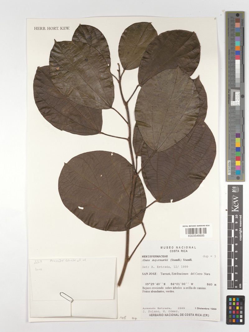 Abuta steyermarkii photo 6