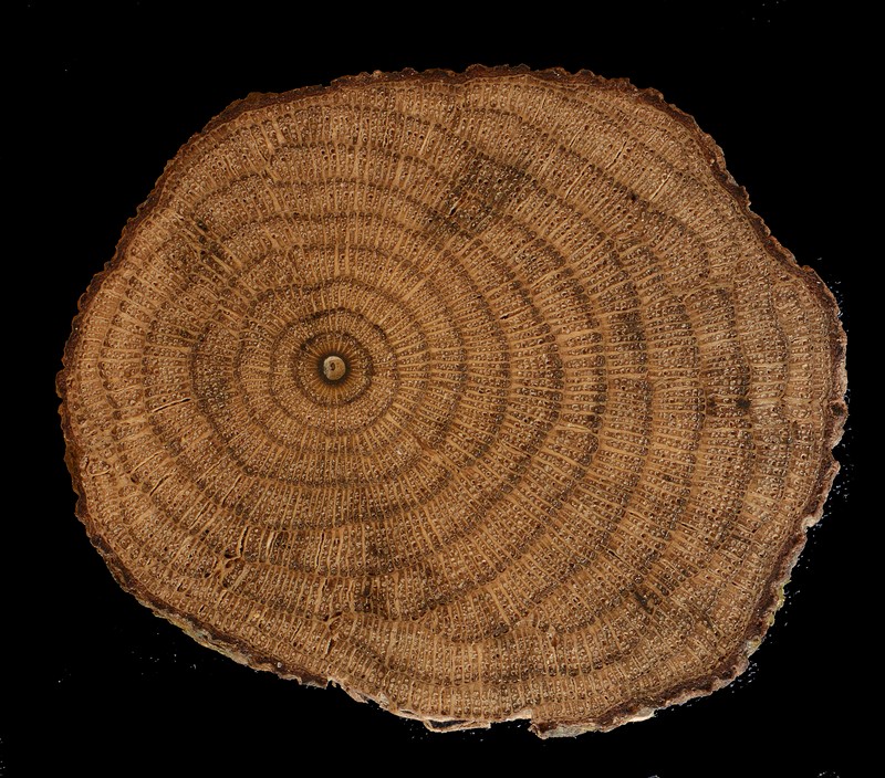 Abuta steyermarkii photo 8