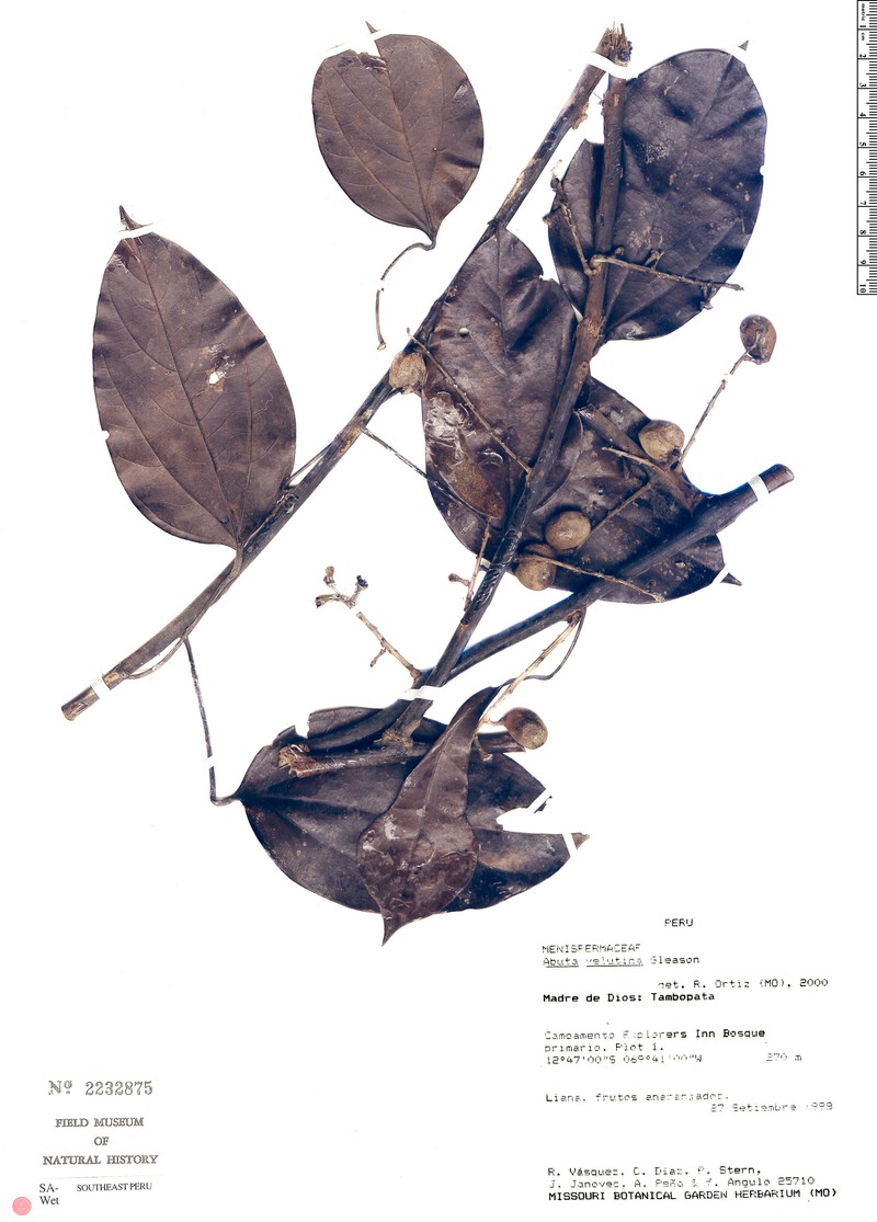 Abuta velutina
