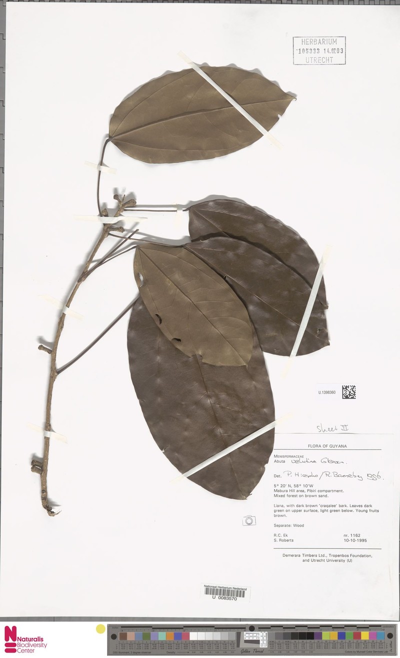 Abuta velutina photo 8