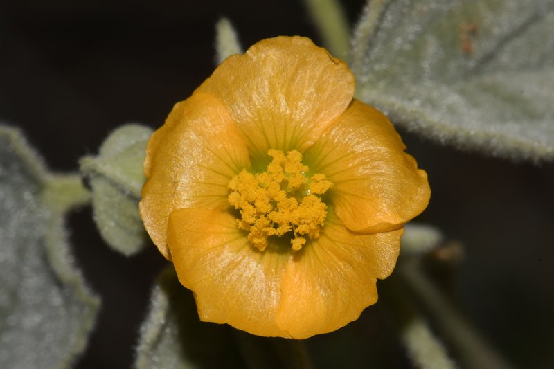 Shrubby Indian Mallow