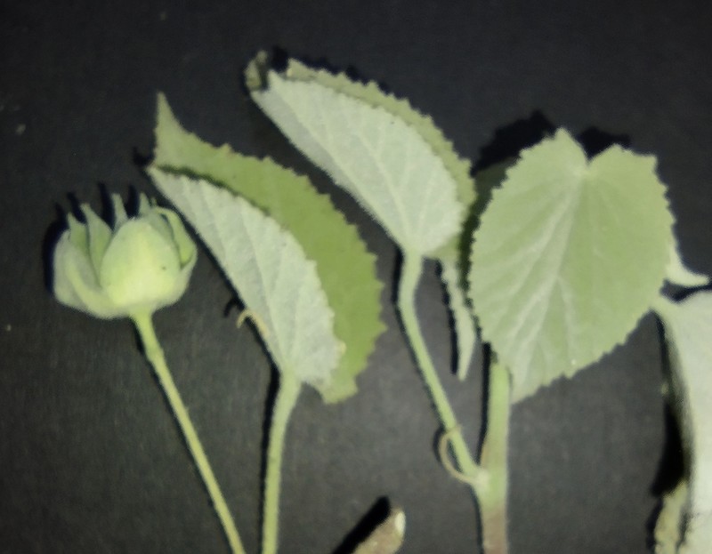 Shrubby Indian Mallow