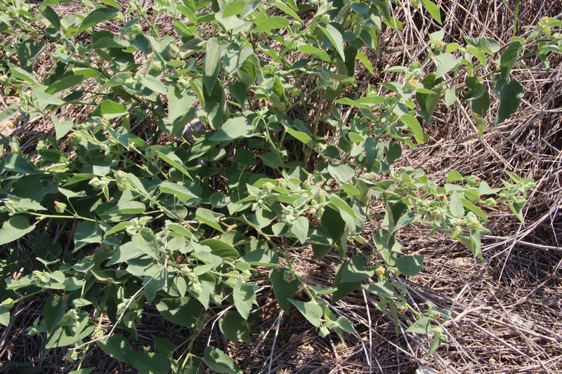Shrubby Indian Mallow photo 3