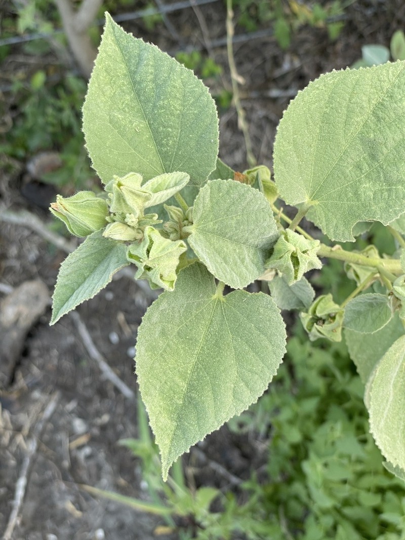 Shrubby Indian Mallow photo 4