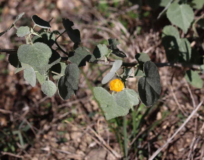 Shrubby Indian Mallow photo 5