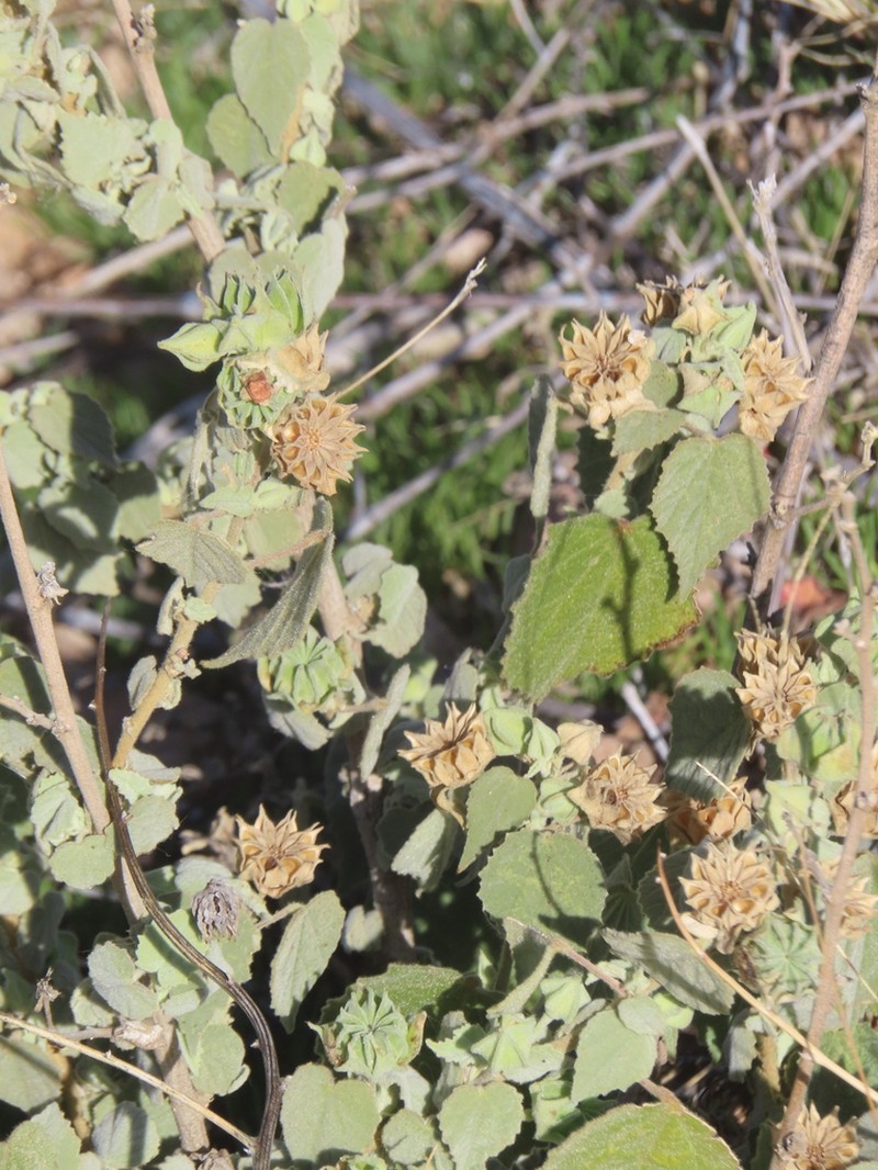 Shrubby Indian Mallow photo 6