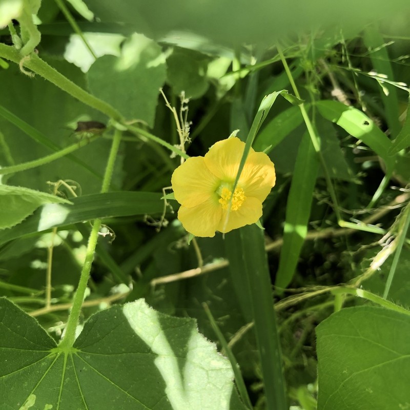 Shrubby Indian Mallow photo 8
