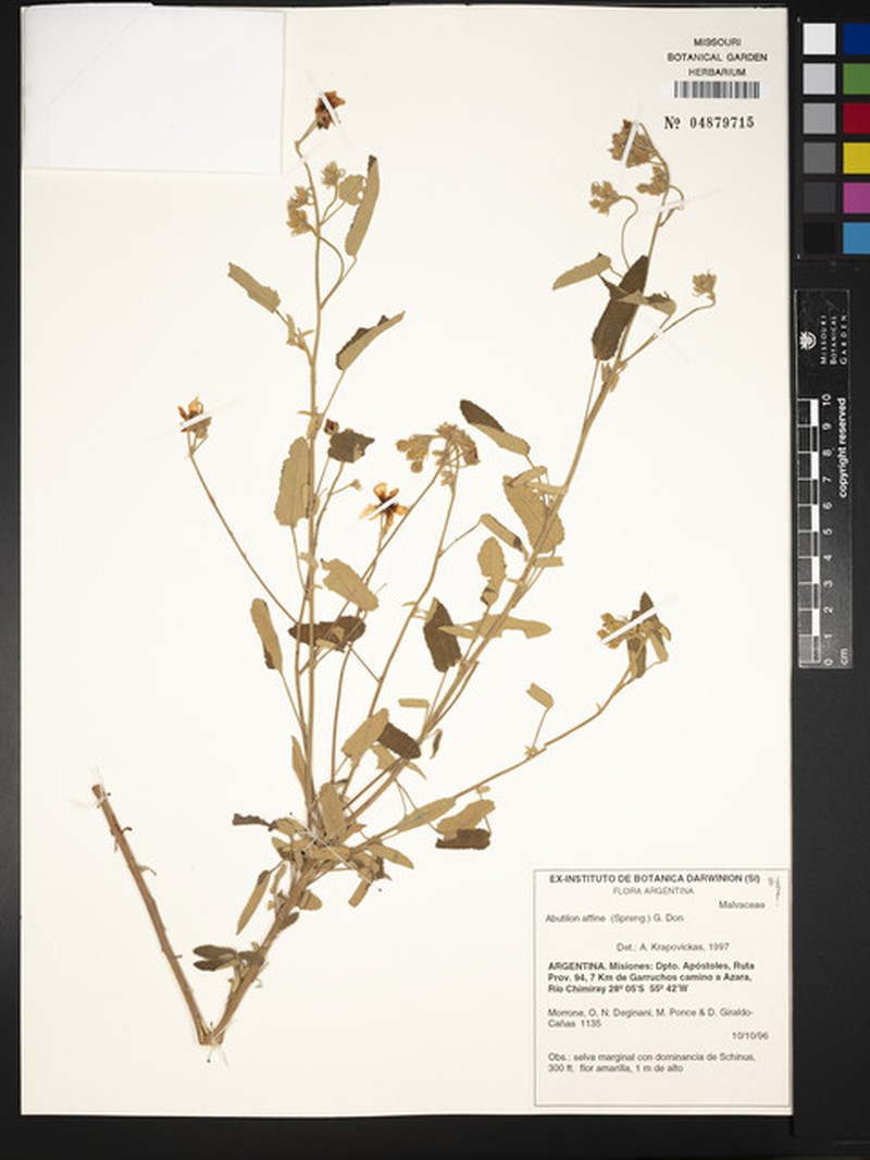 Abutilon affine