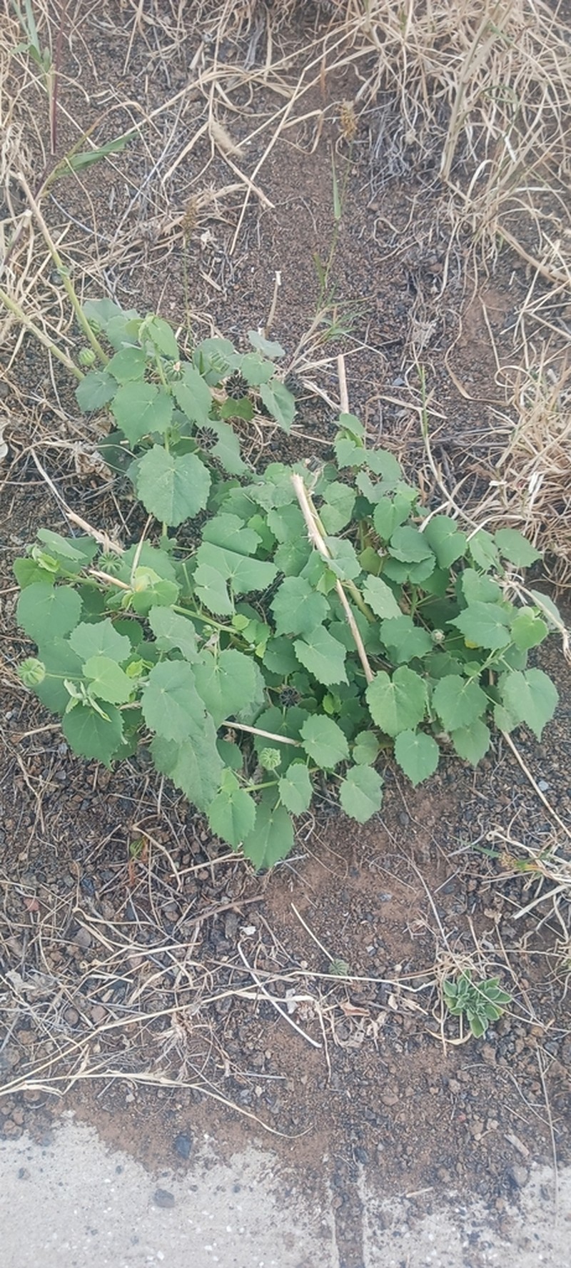 Abutilon albidum photo 3