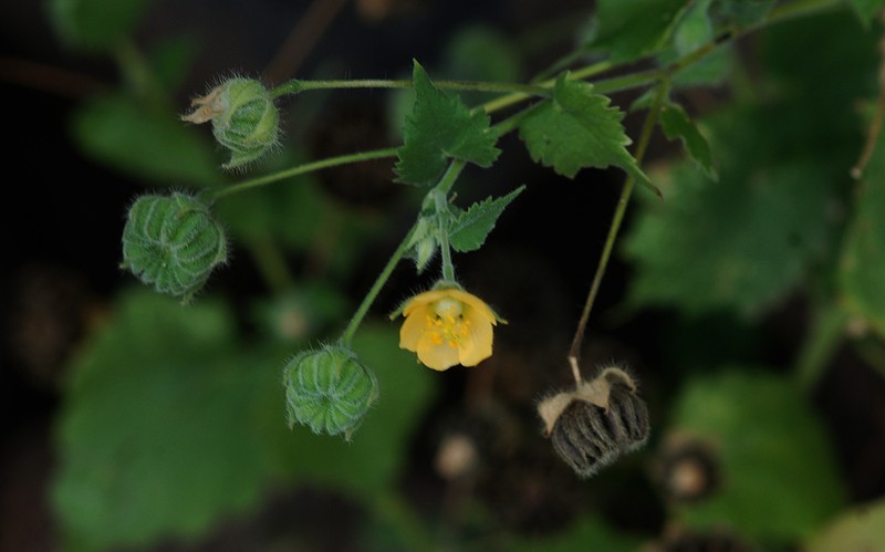 Abutilon albidum photo 4