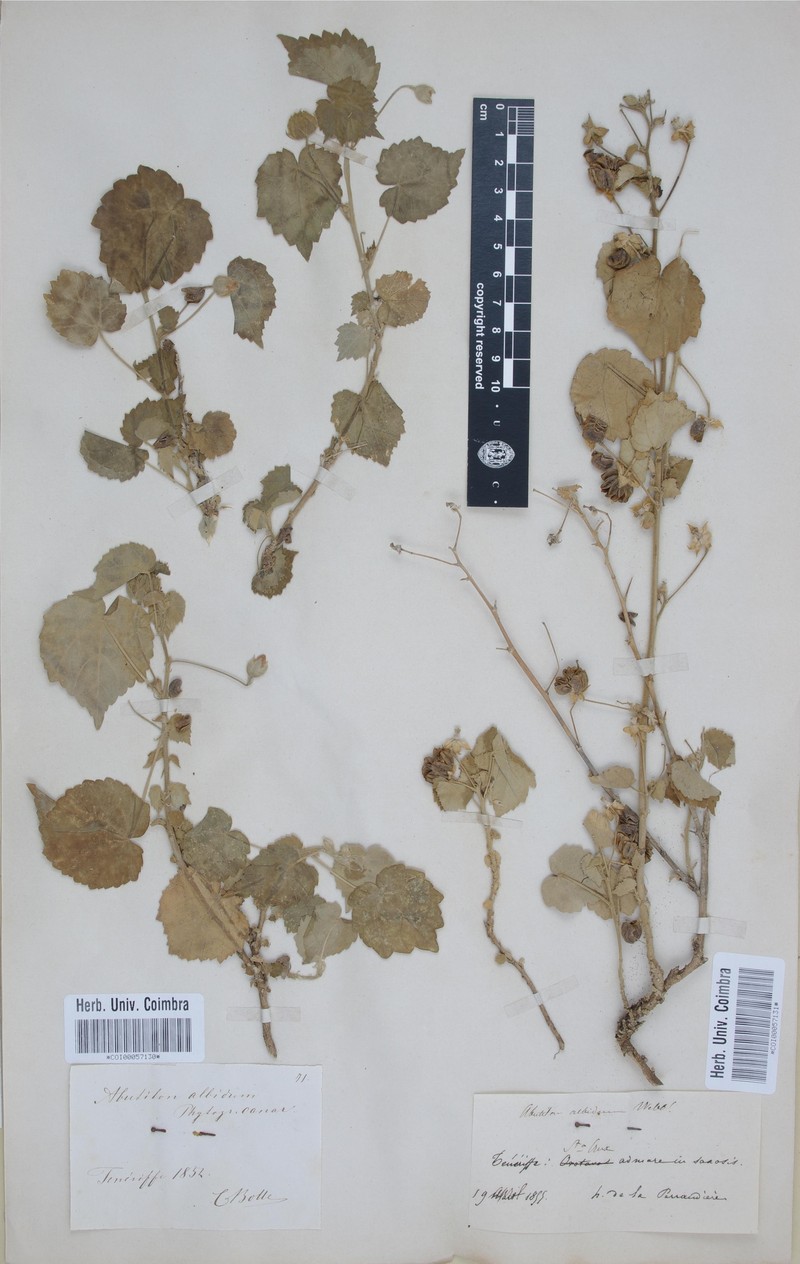 Abutilon albidum photo 5