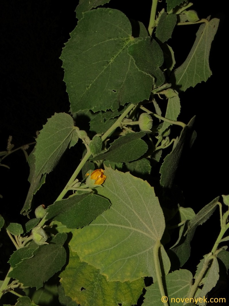 Abutilon alii