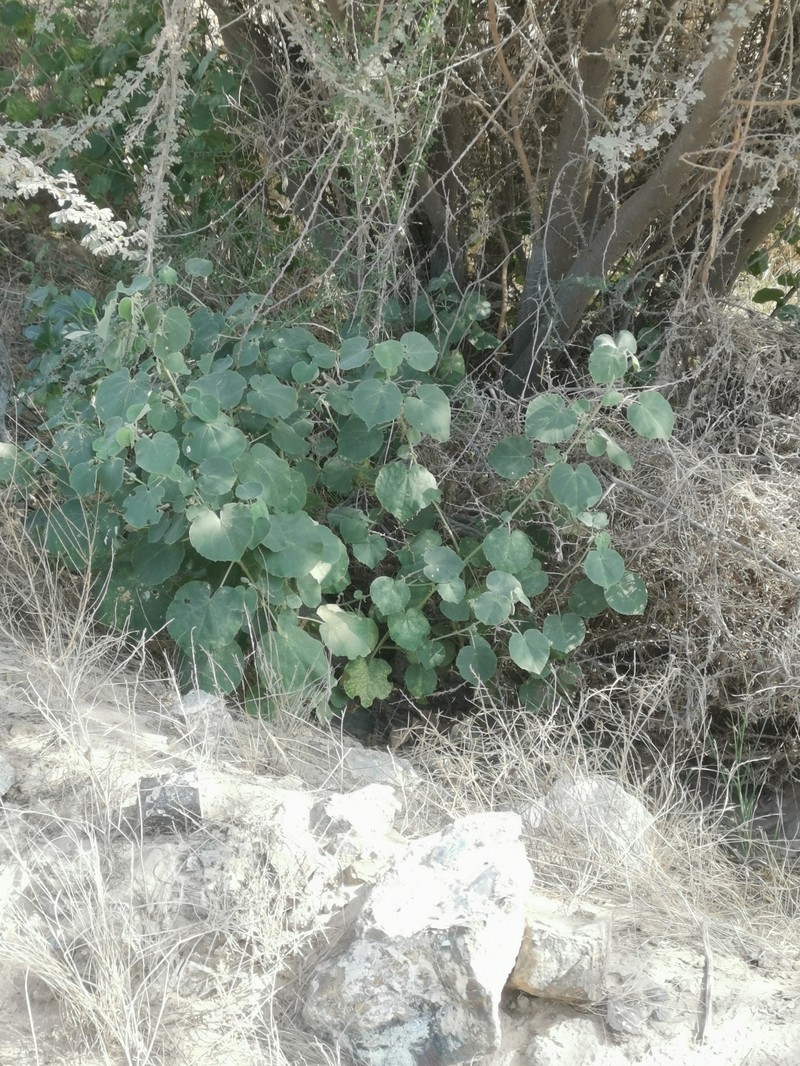 Abutilon alii photo 4