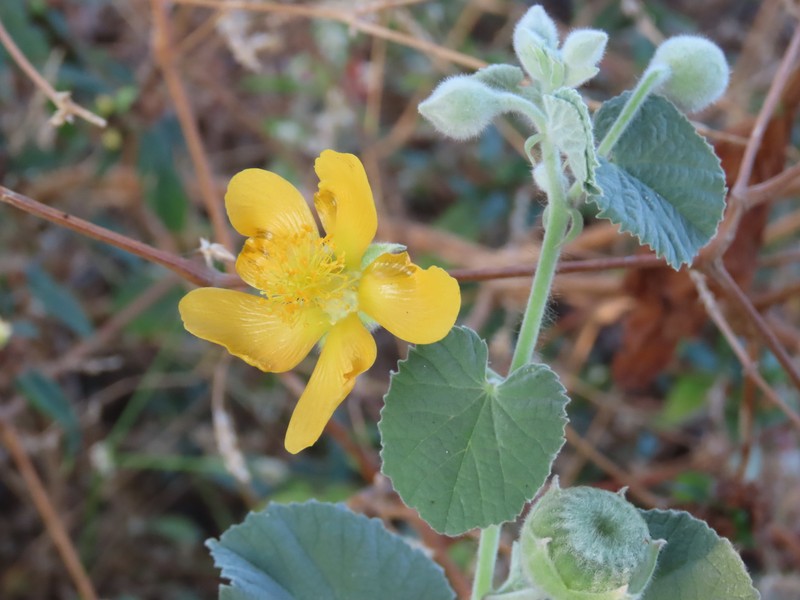 Abutilon alii photo 5