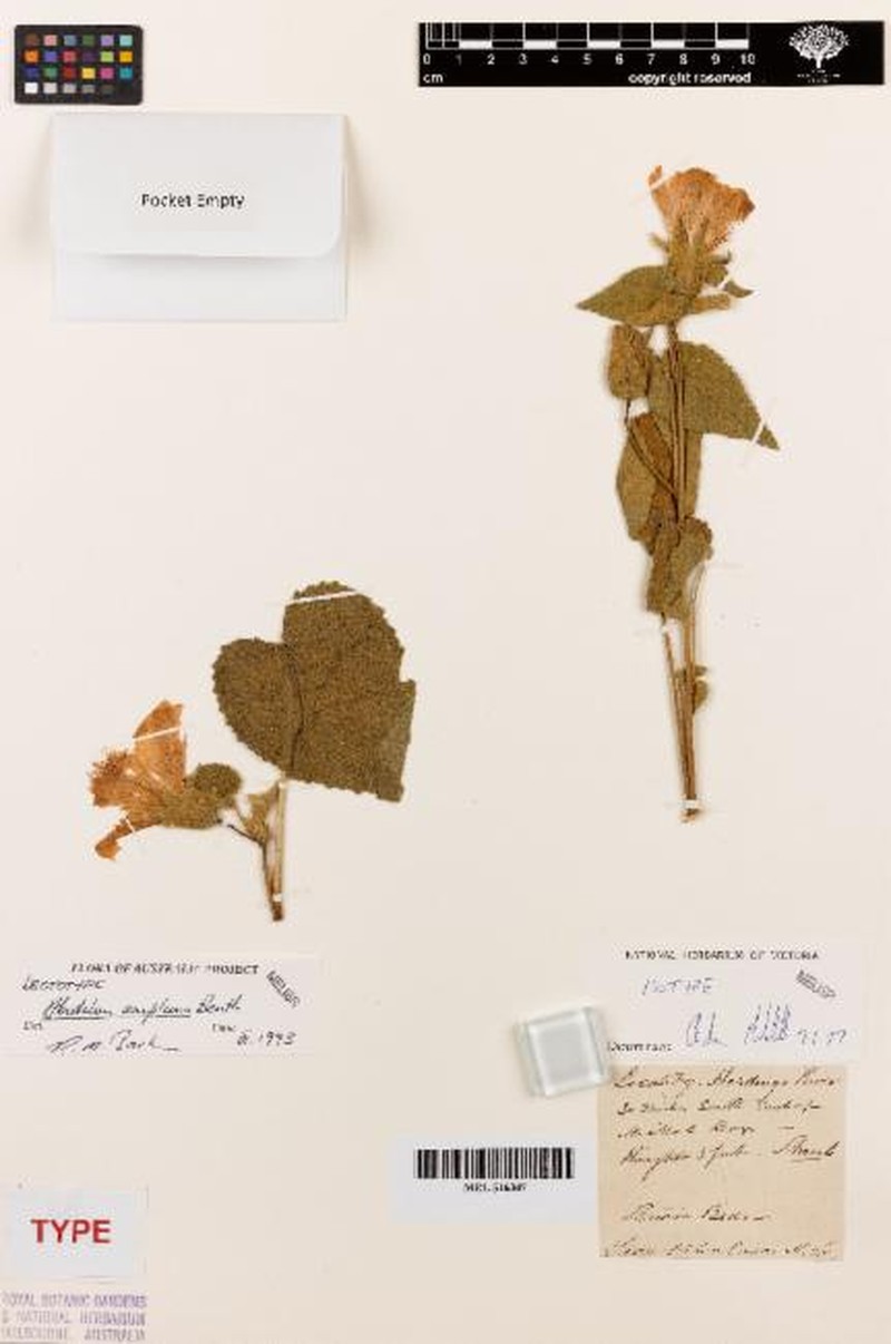 Abutilon amplum