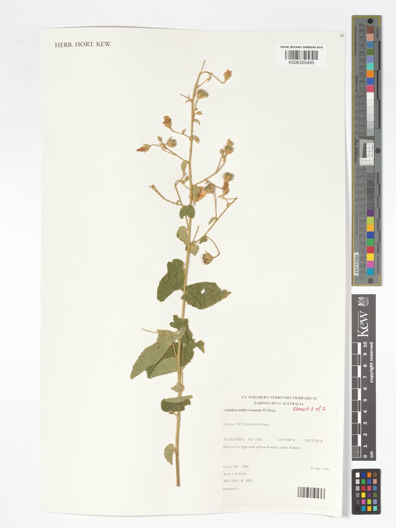 Abutilon andrewsianum