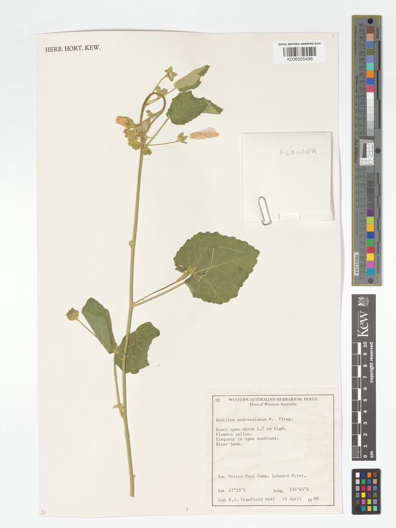 Abutilon andrewsianum photo 2