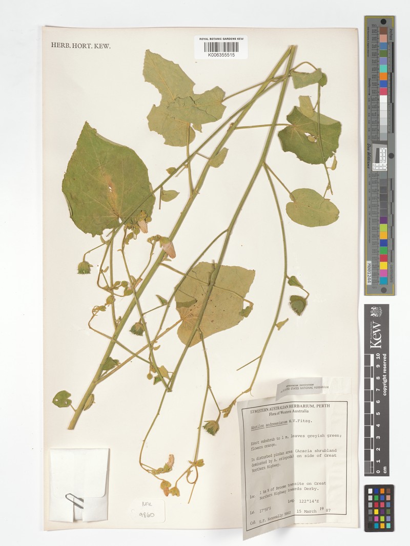 Abutilon andrewsianum photo 3
