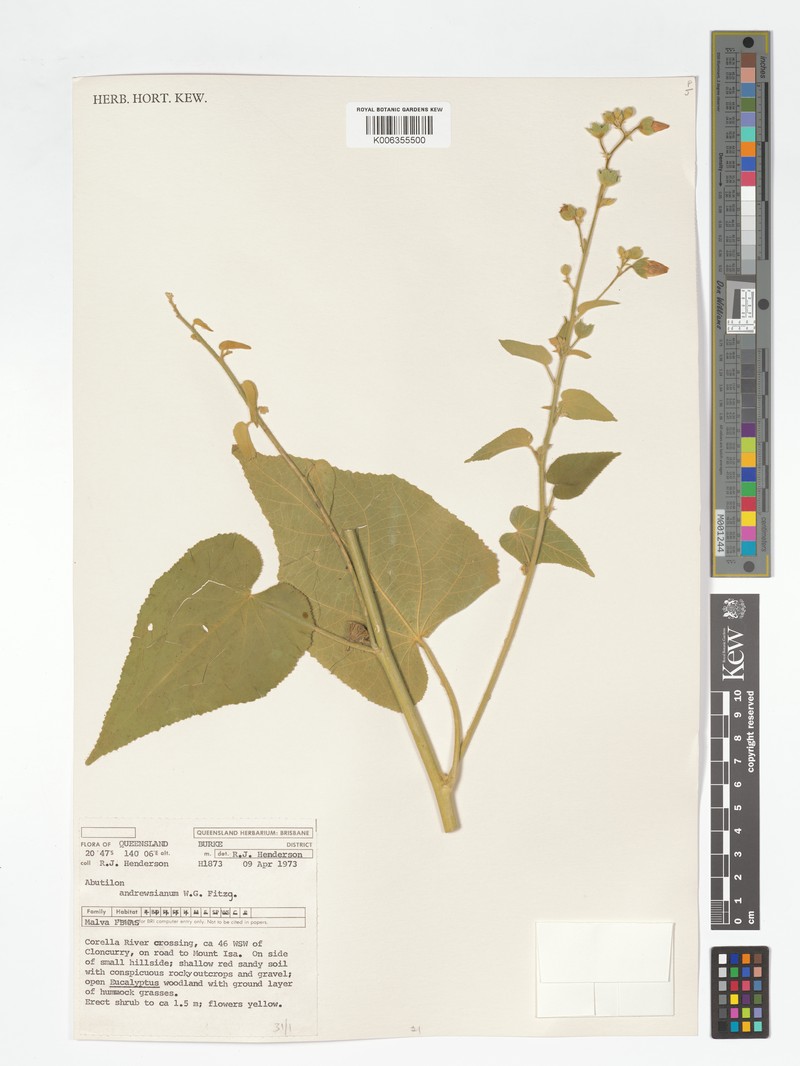 Abutilon andrewsianum photo 5