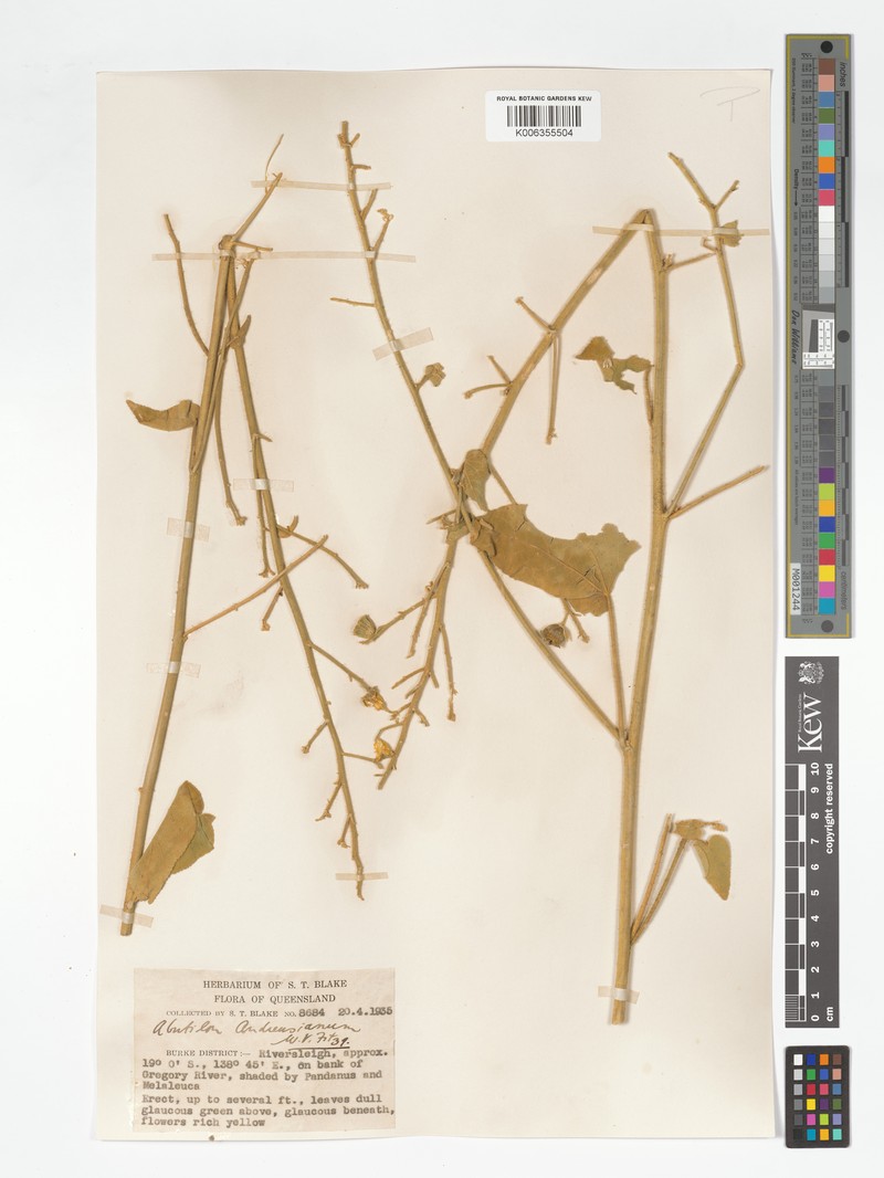 Abutilon andrewsianum photo 6