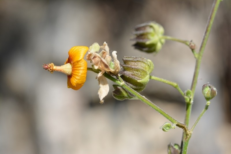 Abutilon andrieuxii photo 2