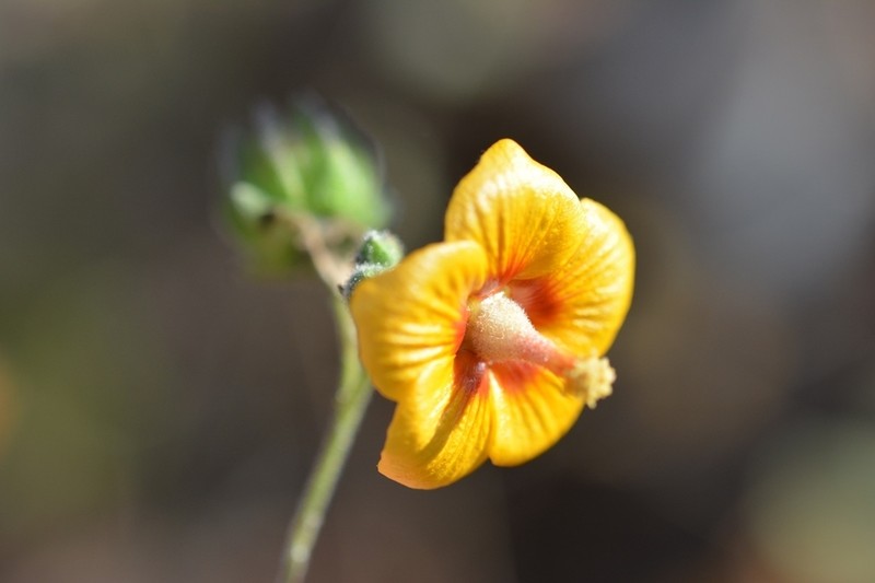 Abutilon andrieuxii photo 3