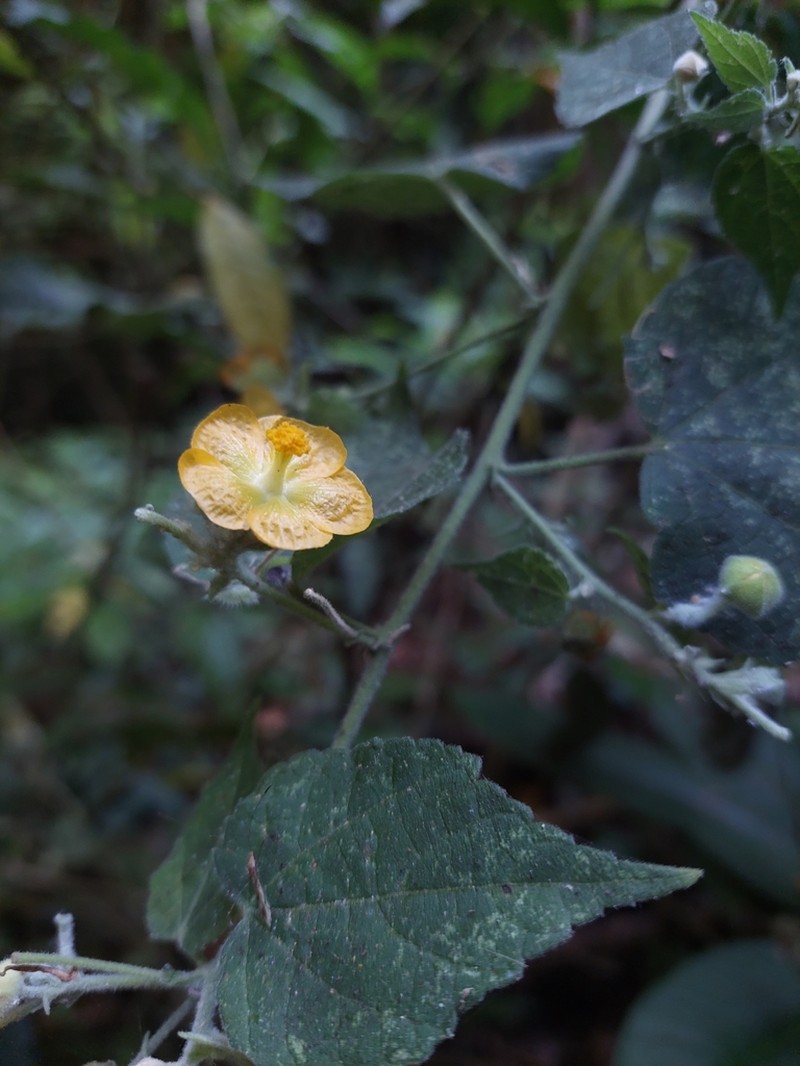 Abutilon andrieuxii photo 4