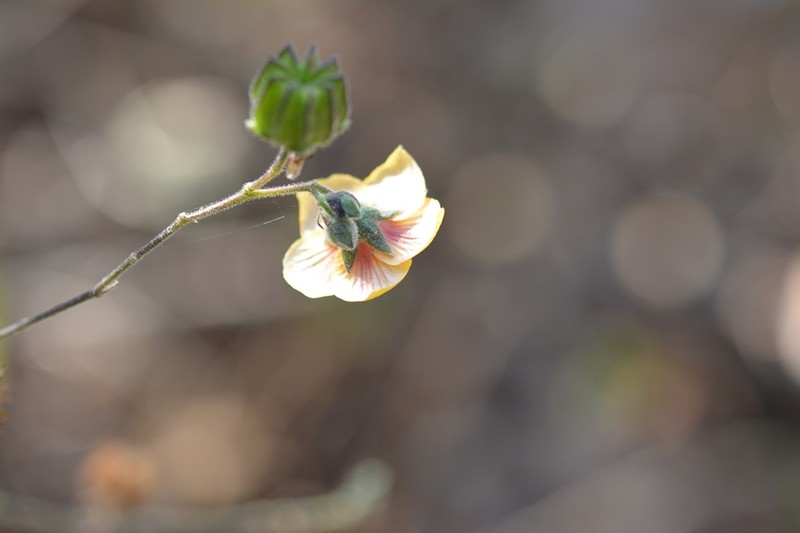 Abutilon andrieuxii photo 6