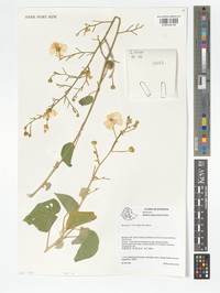 Abutilon anglosomaliae