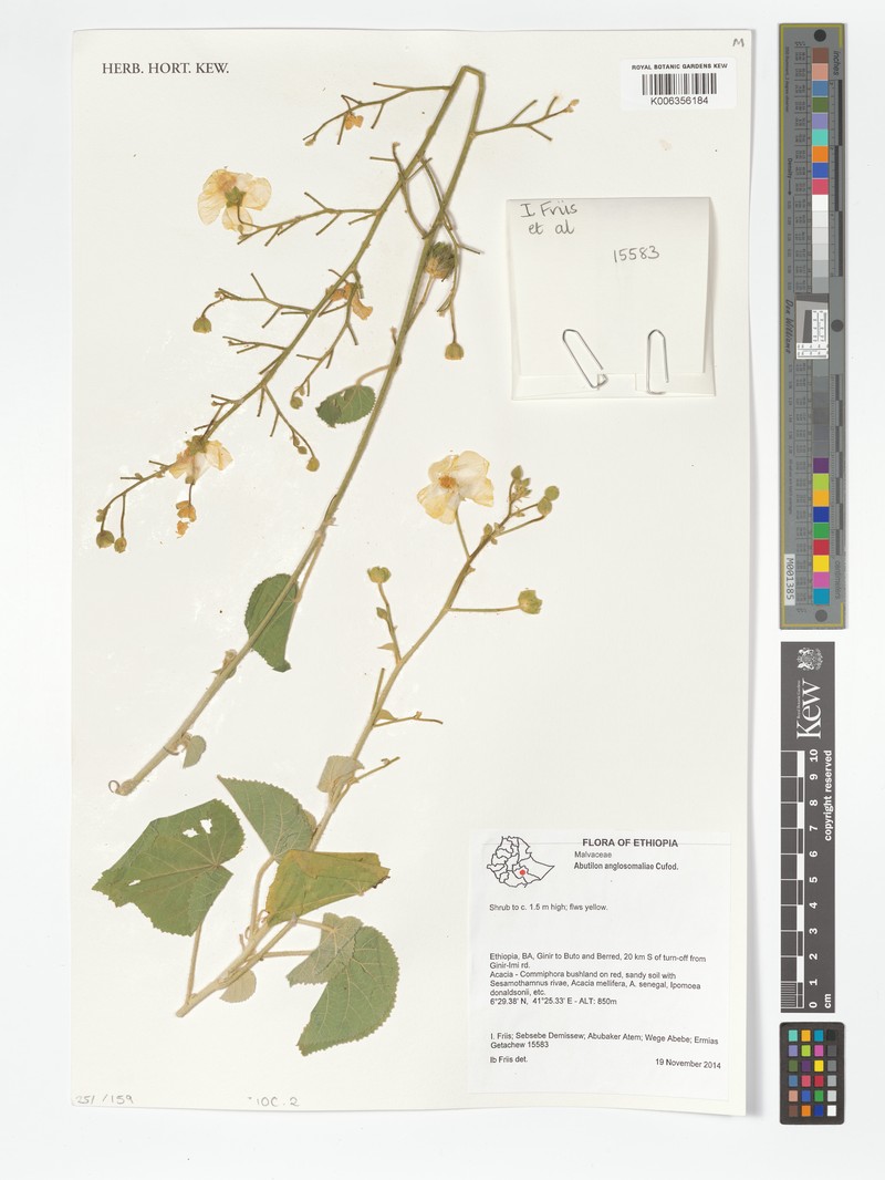 Abutilon anglosomaliae