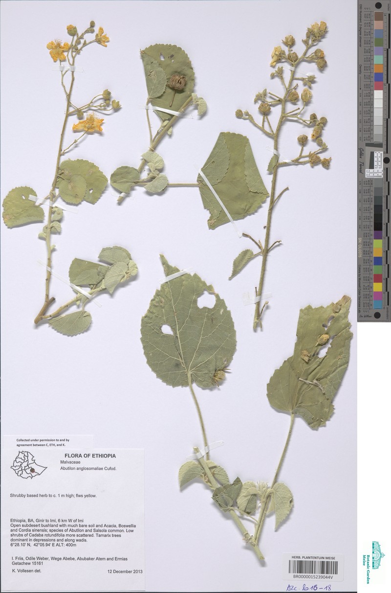 Abutilon anglosomaliae photo 2