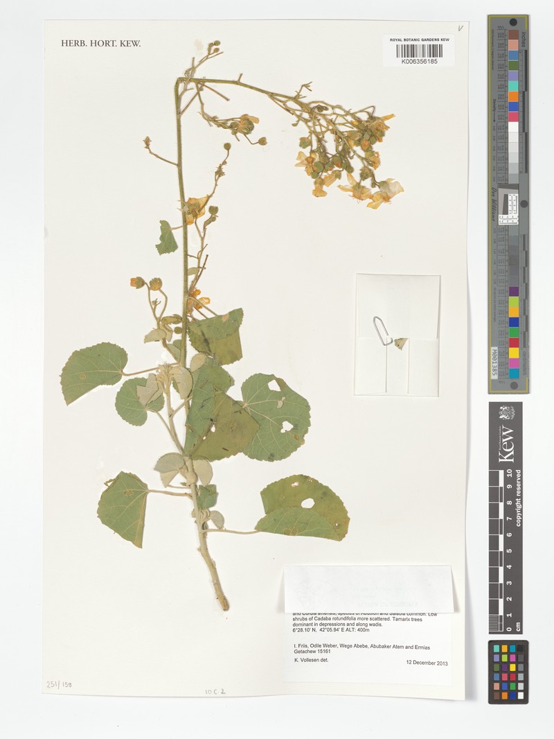 Abutilon anglosomaliae photo 3