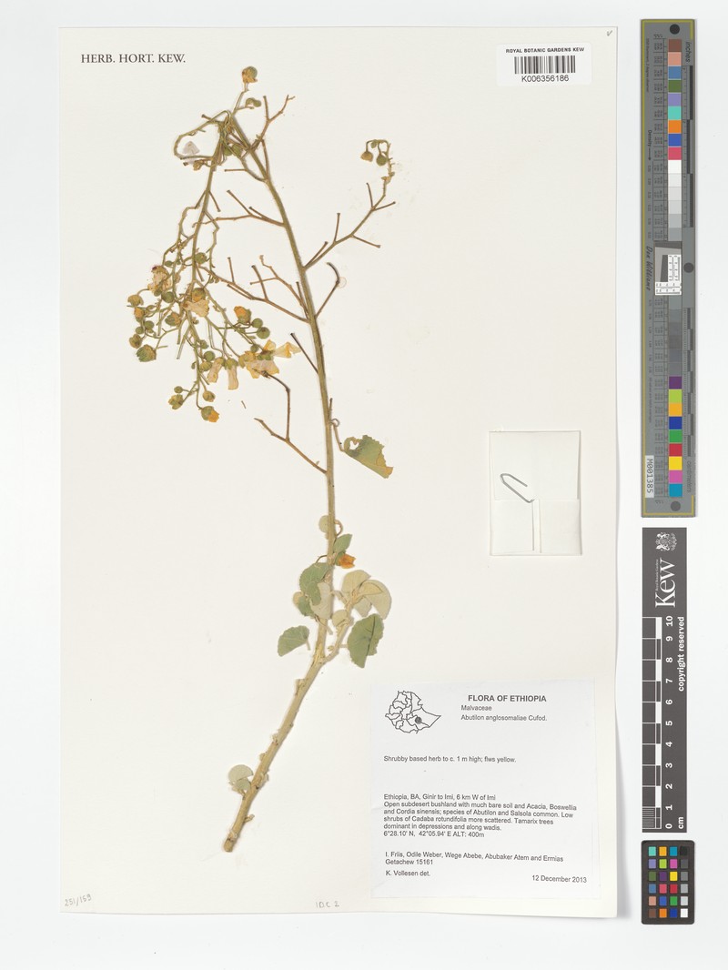 Abutilon anglosomaliae photo 4