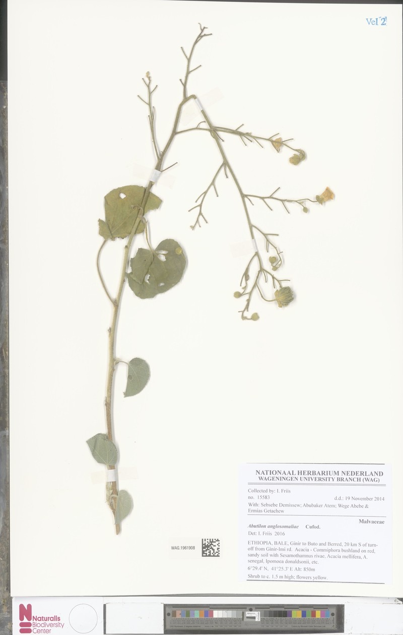 Abutilon anglosomaliae photo 5