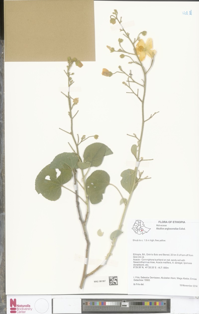 Abutilon anglosomaliae photo 6