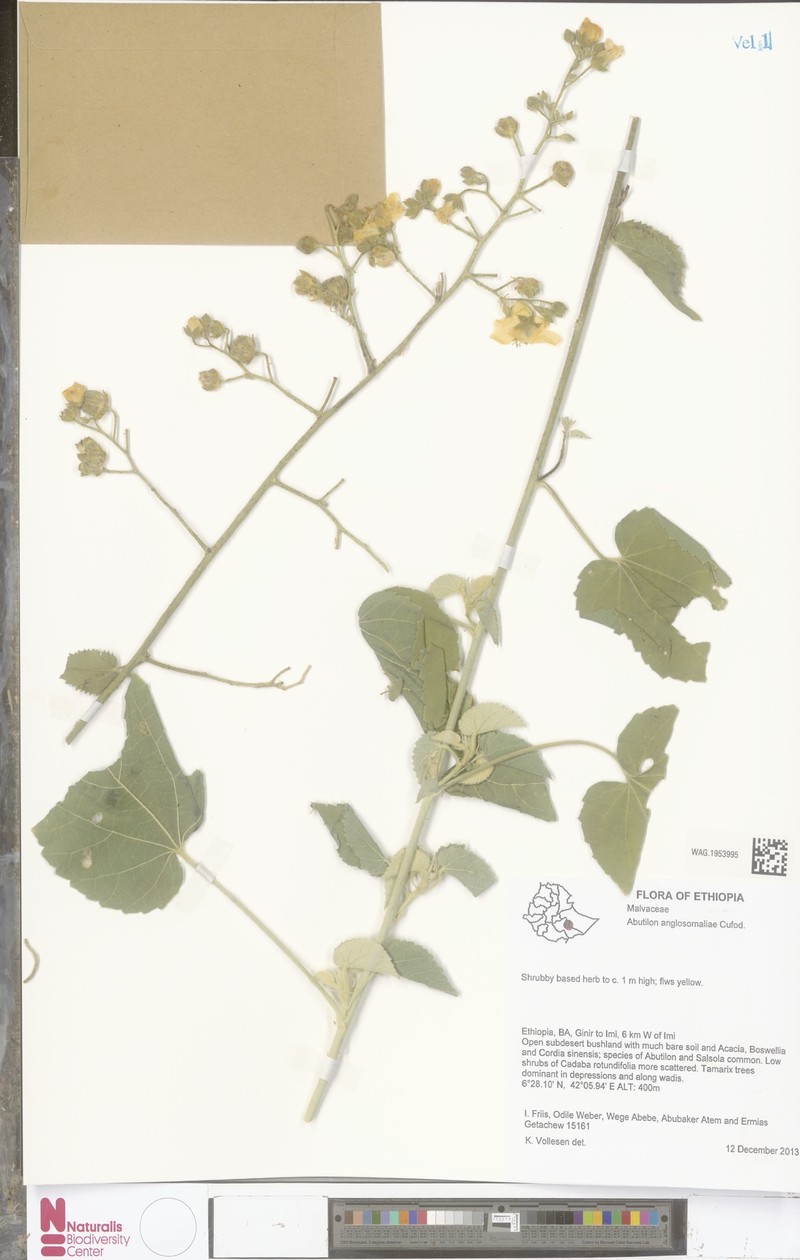 Abutilon anglosomaliae photo 7
