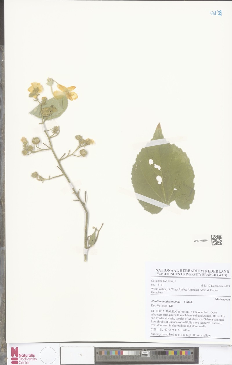Abutilon anglosomaliae photo 8