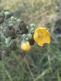 Abutilon angulatum