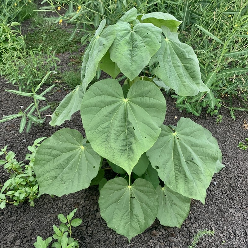 Abutilon angulatum photo 2