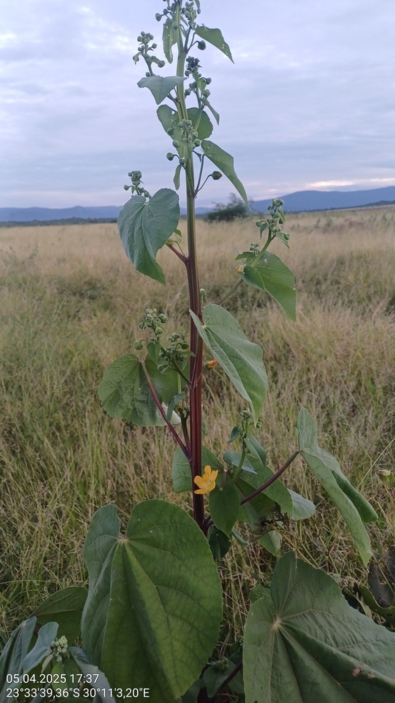 Abutilon angulatum photo 5