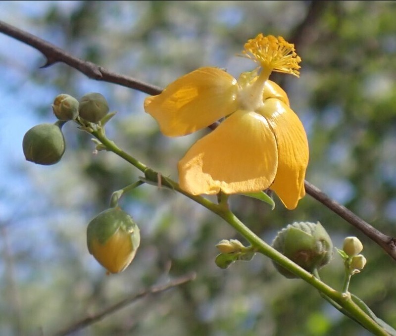 Abutilon angulatum photo 7