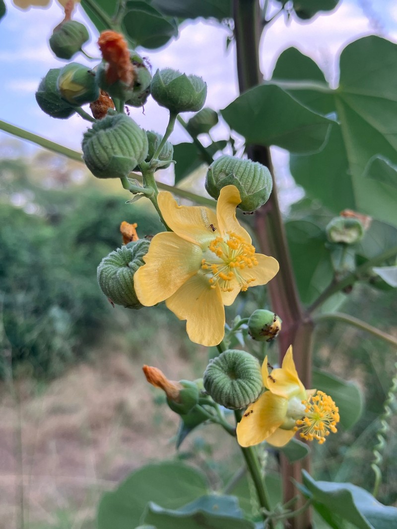 Abutilon angulatum photo 8