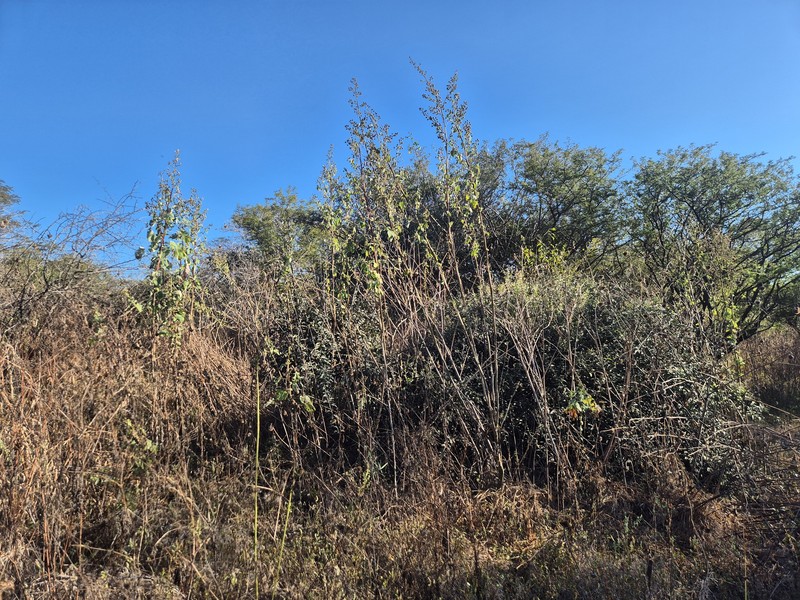Abutilon angulatum var. angulatum