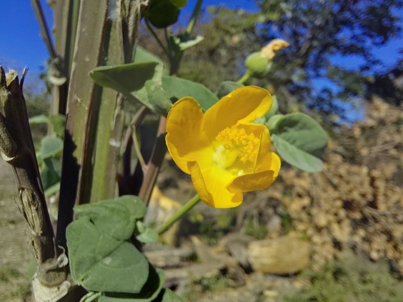 Abutilon angulatum var. angulatum photo 2