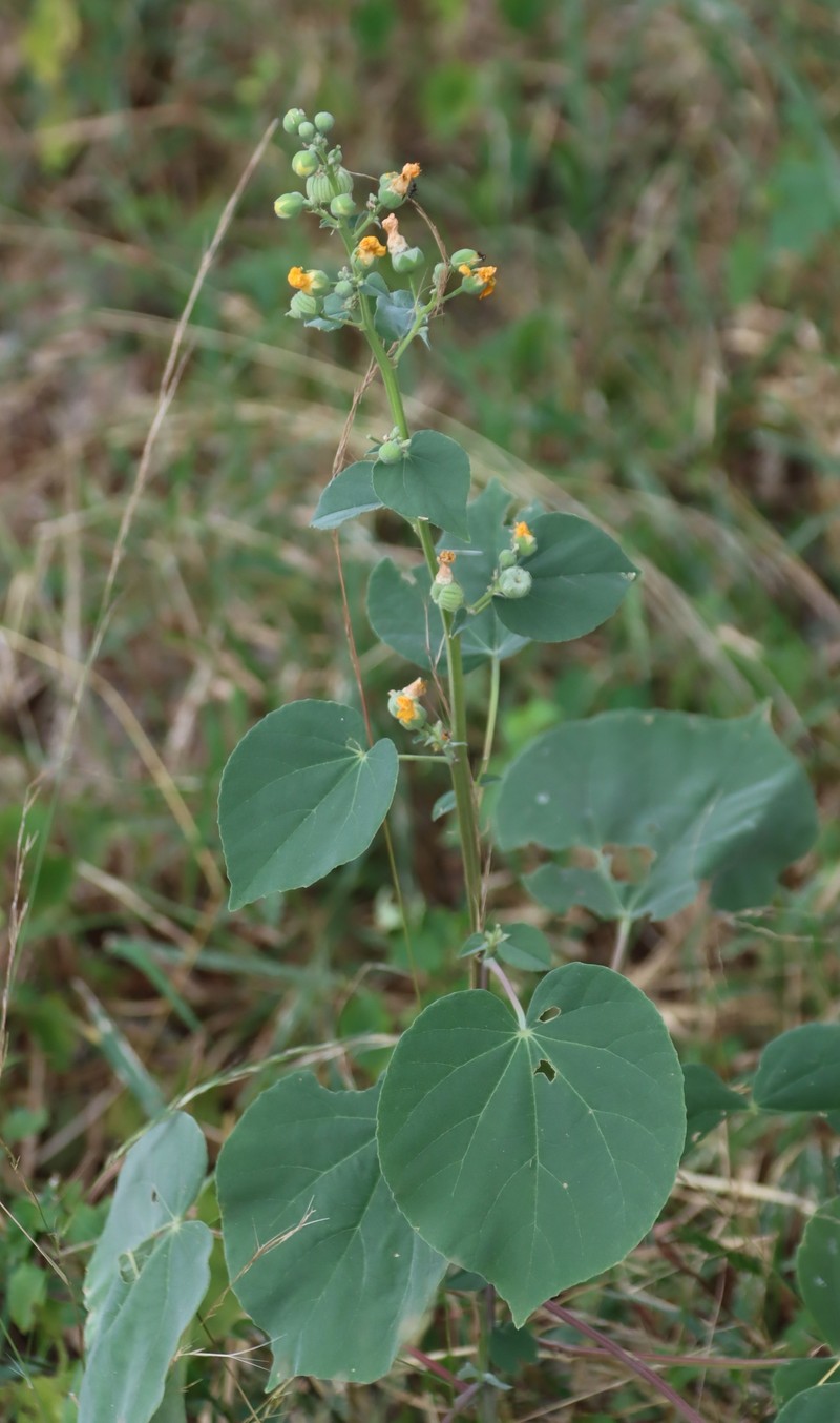 Abutilon angulatum var. angulatum photo 3