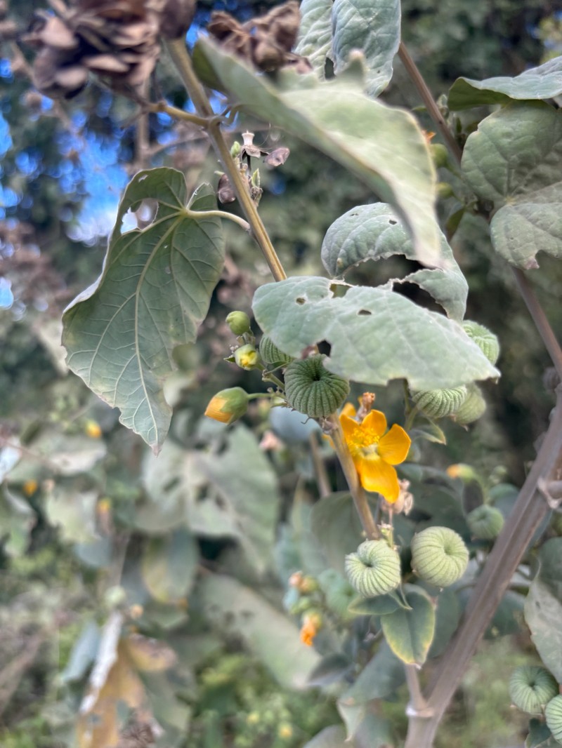 Abutilon angulatum var. angulatum photo 4