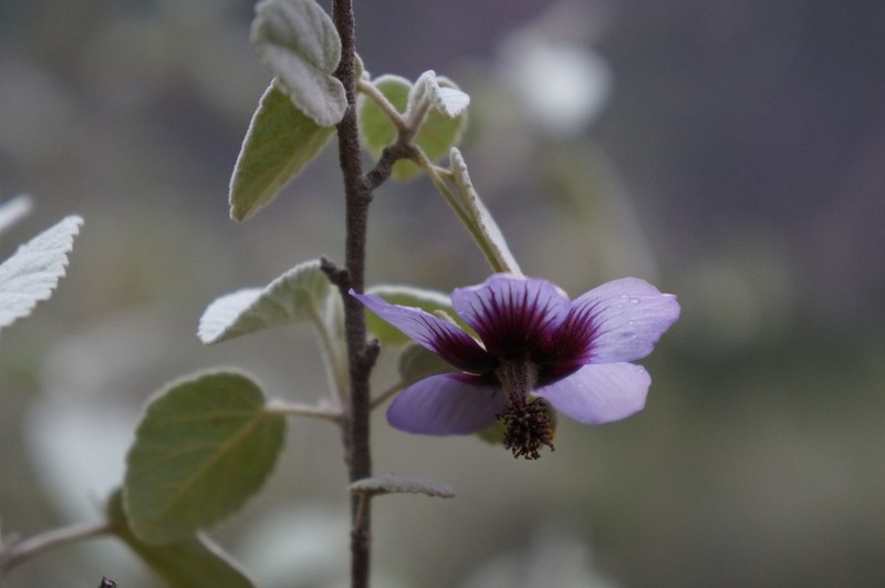 Abutilon arequipense photo 2