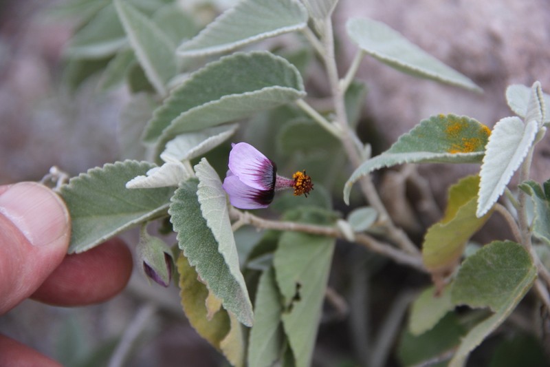 Abutilon arequipense photo 3